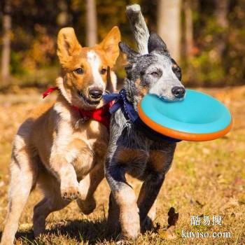 漳州龙海上门训犬 训犬学校 欢迎致电详询