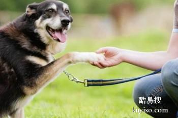 合肥高新区正规宠物训练学校 宠物狗狗行为训练 可接送