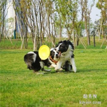 天津南开较好的宠物训练学校 宠物培训基地找政嘉训犬