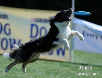 宜昌秭归较好的宠物训练学校 宠物培训基地找政嘉训犬