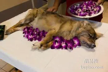 福州寵物無害化處理