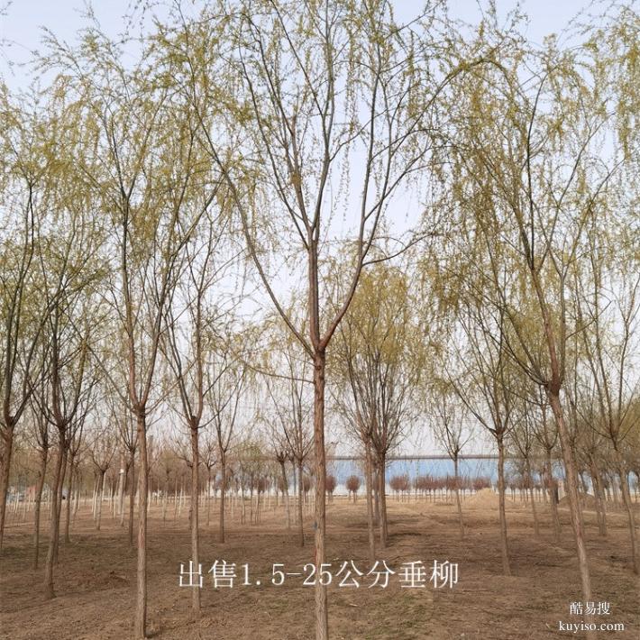 重庆彭水9公分垂柳供应,柳树