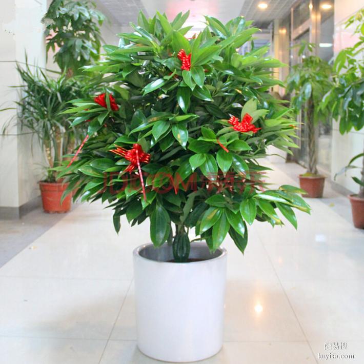 北京花卉租摆绿植养护公司