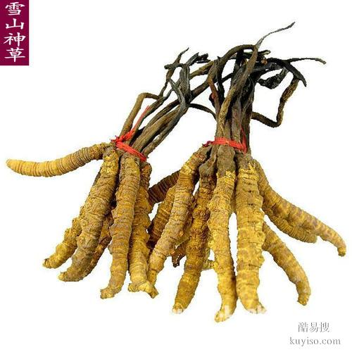 重庆市回收鲜干冬虫夏草-1根-1克-1两-1市斤-1公斤价格