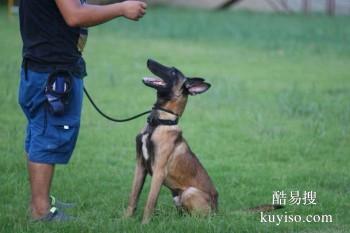 呼和浩特和林格尔狗狗行为问题纠正 习惯纠正 训犬找政嘉训犬