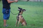 扬州仪征专业宠物训练师 宠物犬行为习惯纠正 可接送