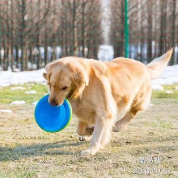 漳州南靖上门纠正训犬 护卫犬行为训练 政嘉训练家