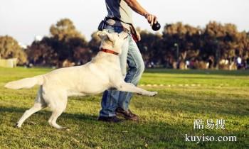宁德寿宁优质犬只训练基地 专业训犬师