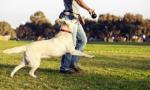 呼和浩特金川开发区较好的宠物训练学校 宠物培训基地找政嘉训犬