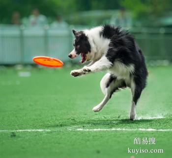 宁德屏南狗狗行为问题纠正 习惯纠正 训犬找政嘉训犬