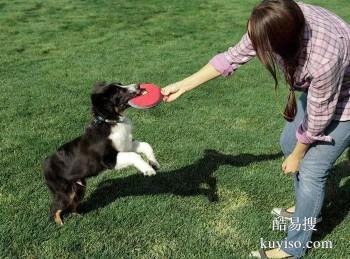 盐城建湖正规宠物训练学校 宠物训练学校 政嘉训犬