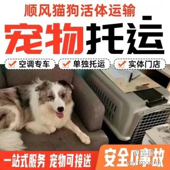 宁德福鼎宠物托运承接全国猫狗活体运输上门接送