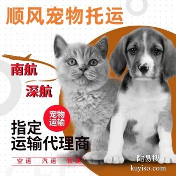 信阳潢川宠物托运承接全国猫狗活体运输上门接送