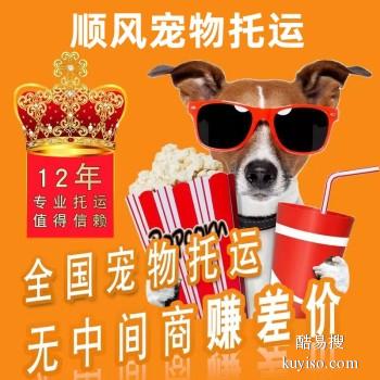 许昌鄢陵宠物托运承接全国猫狗活体运输上门接送