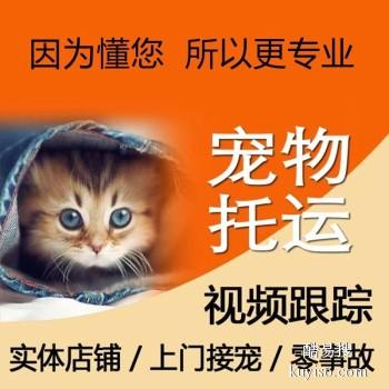 鄢陵宠物托运 猫狗活体运输到全国