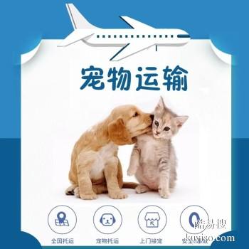 信阳潢川宠物托运承接全国猫狗活体运输上门接送