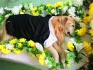 株洲宠物埋葬 宠物殡葬全过程 宠宝殡葬电话