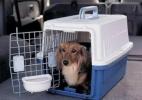 六安专业宠物托运 宠物托运  服务优质 欢迎垂询