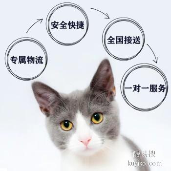 商丘宁陵专业猫狗托运 上门接送 宠物托运至全国