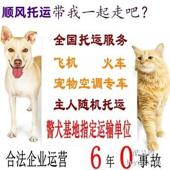 遂昌县专业猫狗托运 上门接送 宠物托运至全国