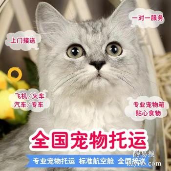 遂昌县专业猫狗托运 上门接送 宠物托运至全国