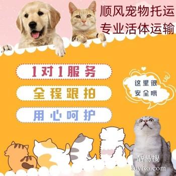寿县 宠物托运本地猫狗活体运输平台