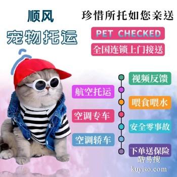 新乡辉县 宠物托运本地猫狗活体运输平台