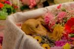 安阳宠物火化过程 宠物殡葬全过程 宠宝殡葬联系方式