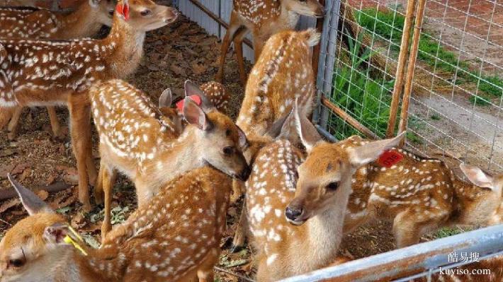 河北保定梅花鹿养殖种苗价格