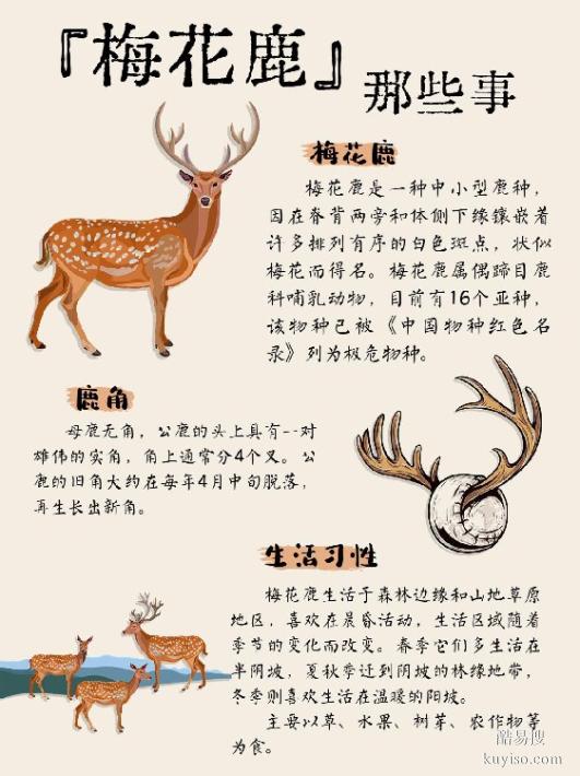 上海黄浦梅花鹿养殖，宠物梅花鹿