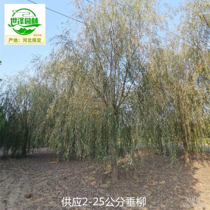 贵州黔南16公分垂柳树苗