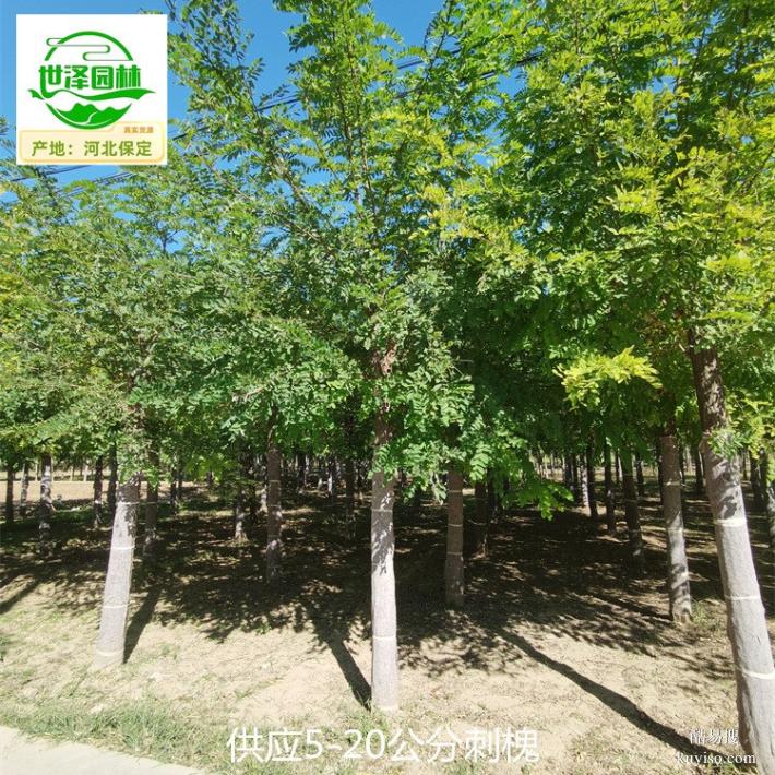 新疆阿拉尔刺槐树供应,苗圃货源