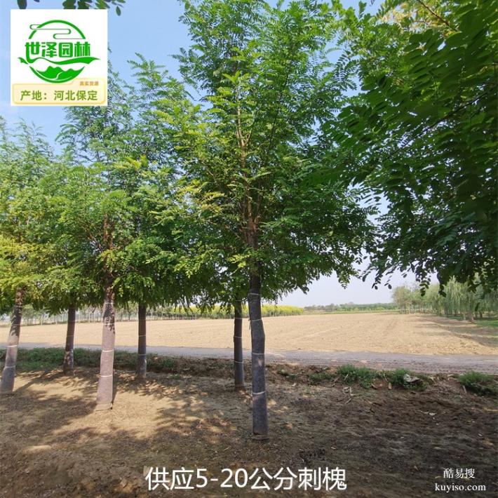 新疆阿拉尔刺槐树供应,苗圃货源