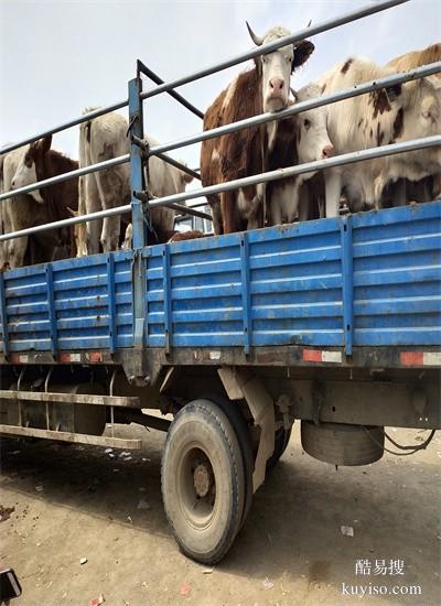 张北牲畜市场西门塔尔小母牛膘好的过称多少钱