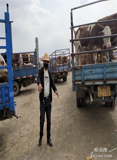 华北牲畜交易中心草地公子正常膘的多少钱一斤