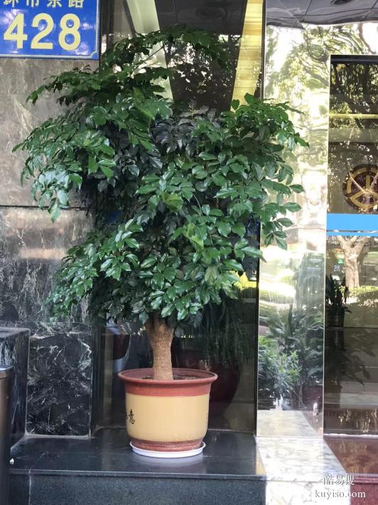 广州花草租摆，花木出租，办公室绿植租凭，全城免费配送