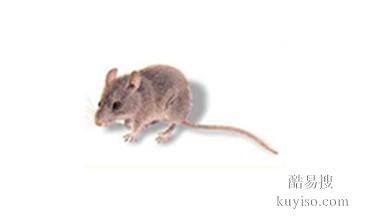 山东烟台长岛县公司有老鼠专业灭老鼠