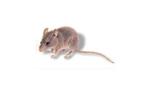 山东烟台长岛县公司有老鼠专业灭老鼠