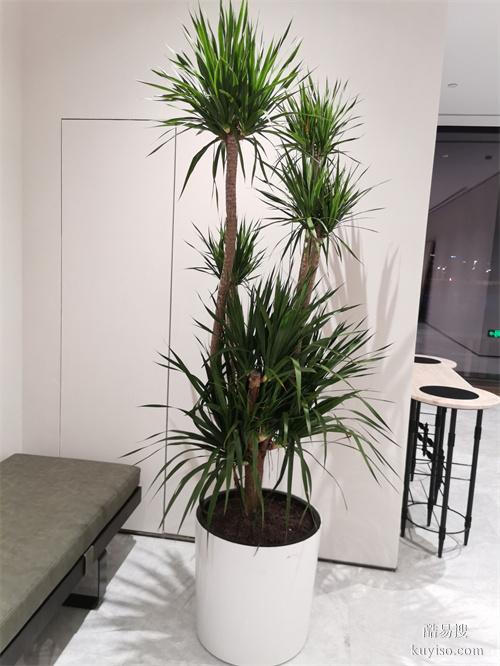 綠植盆栽租擺公司辦公綠植租賃綠化大型植物出租擺放谷鑫亞泰綠植