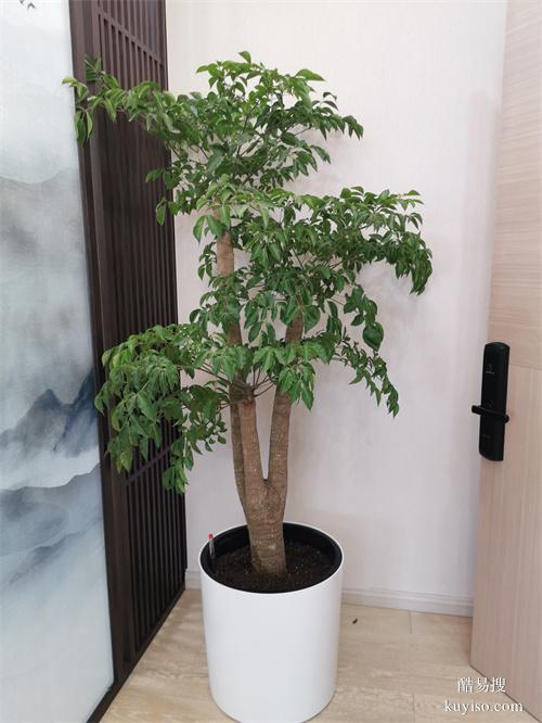 天津綠植租擺辦公室植物租賃綠植租擺植物租擺植物租賃