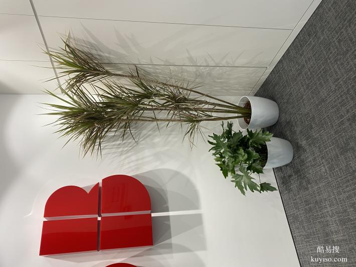 绿植租摆花卉租赁植物租赁办公室绿化天津谷鑫亚泰绿植园艺