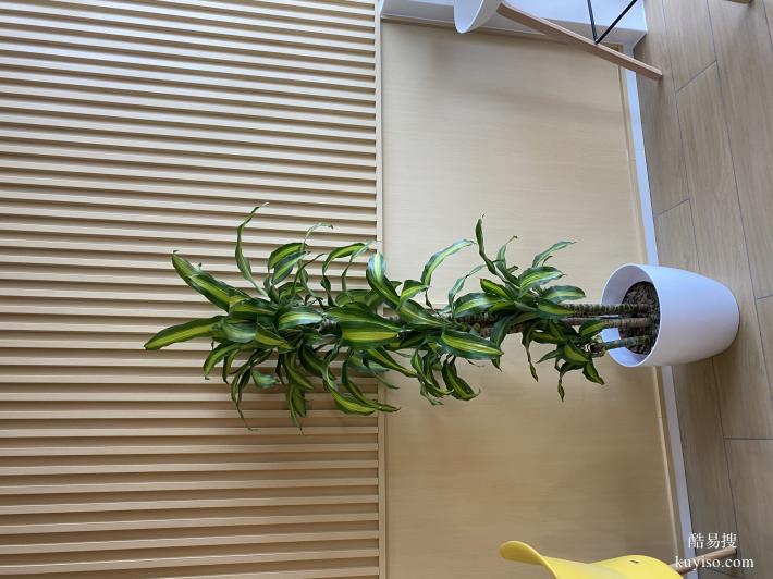 绿植租摆花卉租赁植物租赁办公室绿化天津谷鑫亚泰绿植园艺