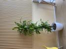 綠植租擺花卉租賃植物租賃辦公室綠化天津谷鑫亞泰綠植園藝