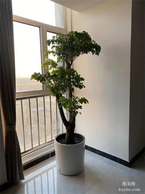 綠植租賃植物租賃綠植租擺花卉租賃天津花卉租擺谷鑫亞泰花卉園藝