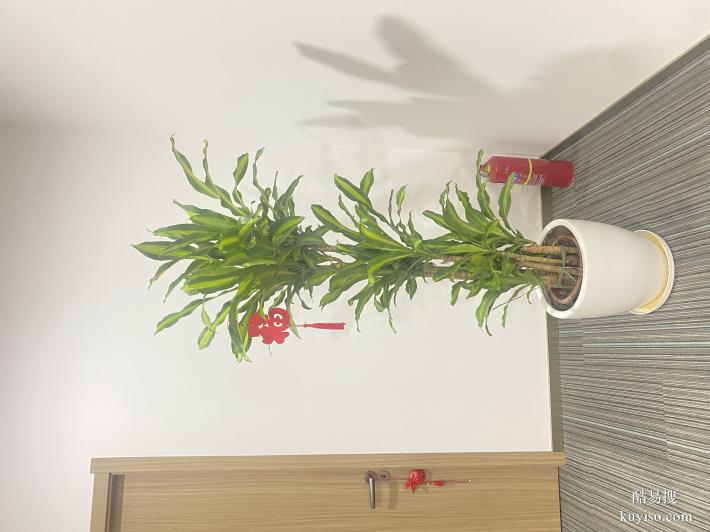 植物租赁绿化养护天津绿植租摆公司天津谷鑫亚泰园艺有限公司