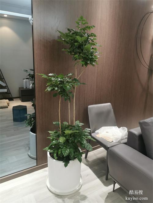 綠植盆栽租擺公司辦公綠植租賃綠化大型植物出租擺放谷鑫亞泰綠植
