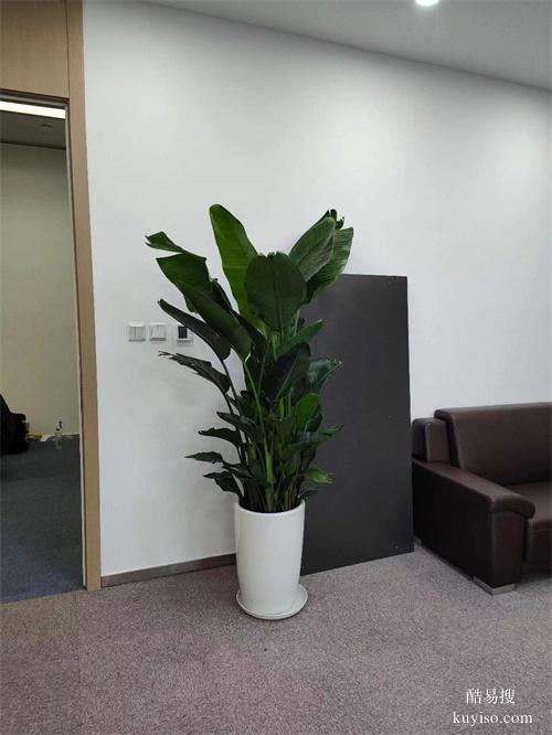 綠植盆栽租擺公司辦公綠植租賃綠化大型植物出租擺放谷鑫亞泰綠植