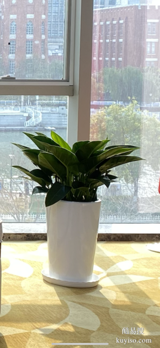 天津和平區(qū)花卉租賃丨寫字樓綠植租擺丨谷鑫亞泰花場丨綠植出租