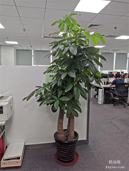 辦公室花卉盆栽租賃辦公樓綠植盆栽租擺天津室內(nèi)植物出租公司