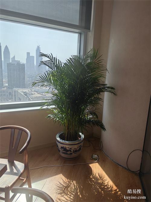 天津绿植租摆办公室植物租赁绿植租摆植物租摆植物租赁